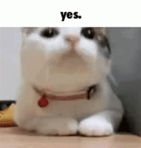 Cute Cat Yes Meme GIF | GIFDB.com