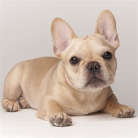 55+ French Bulldog Puppies Cream Image - Bleumoonproductions