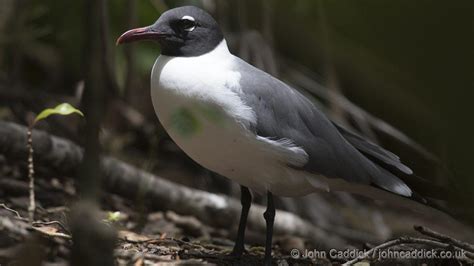 Laughing Gull Leucophaeus atricilla breeding plumage Little Tobago ...