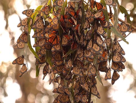 Monarch Butterfly Grove, Pismo Beach, California | Sierra Club