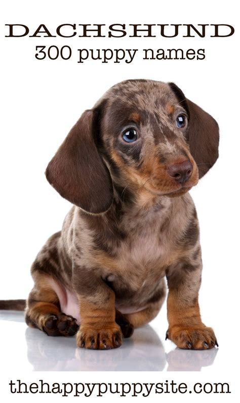 Dachshund Names - 300 Ideas For Naming Your Wiener Dog Wiener Dog Puppies, Daschund Puppies ...