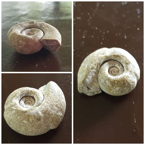 Snail fossil? Anymore info would be great! - Fossil ID - The Fossil Forum