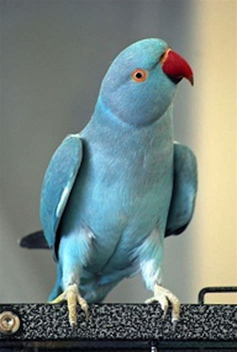 Gorgeous blue parrot | Pet birds, Animals, Animals beautiful