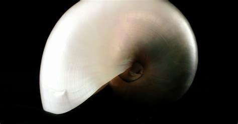 Free stock photo of chambered nautilus, pearl nautilus, sea