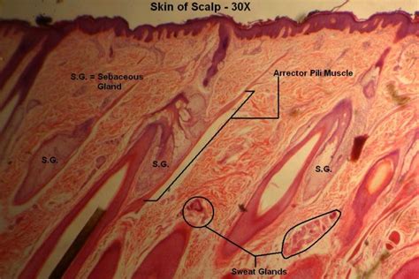 Skin of Scalp – Tutorial – Histology Atlas for Anatomy and Physiology