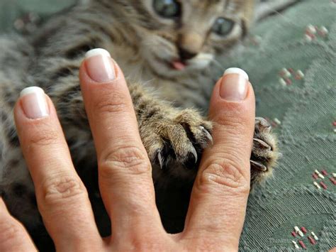 Cat Scratch Fever: 10 Cat Scratch Fever Symptoms