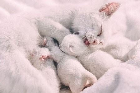 How to Tell When a Cat Is Done Giving Birth? (4 Signs)