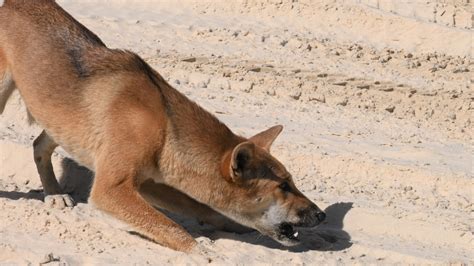 Dingoes on Fraser Island-K'gari losing their natural fear of humans ...