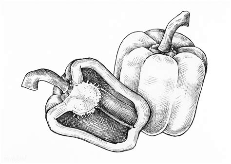 Download premium illustration of Hand drawn fresh bell peppers 1200295 | How to draw hands ...