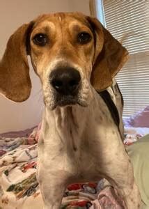 Coonhound Rescue Dogs for Adoption near Sunderland, Maryland | PetCurious