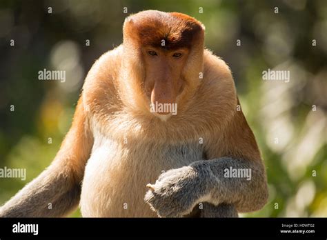 Portrait of fabulous long-nosed monkey, Borneo, Malaysia Stock Photo - Alamy