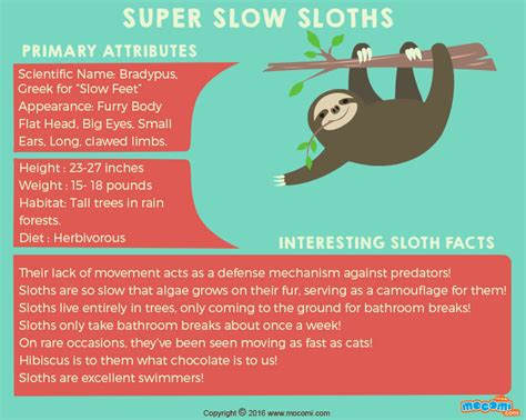 Sloth Facts Printable