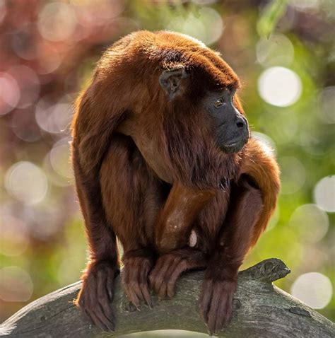 Howler Monkeys at Yorkshire Wildlife Park