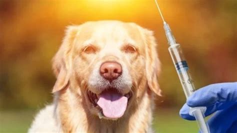 World Rabies Day: Treat a dog bite with these first aid tips | Health ...