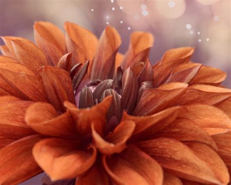 Chrysanthemum Flower Blossom Orange Free Stock Photo - Public Domain ...