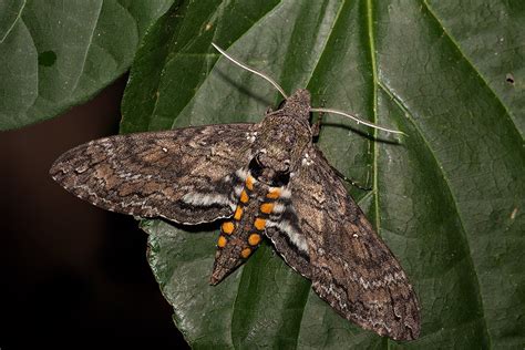 Tobacco Hornworm (Carolina Sphinx Moth): Identification, Life Cycle, Facts & Pictures