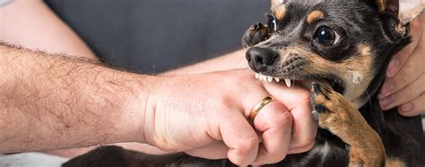 Why Do Dogs Bite Their Tails: Understanding the Causes and Finding Solutions - Bashdogs