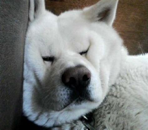 6 Akita Inus In The Most Outrageous Sleeping Positions