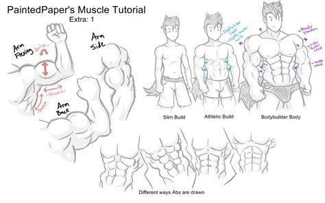 Big Muscles Tutorial - Extra by paintedpaper on DeviantArt