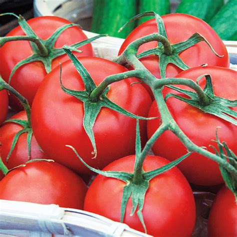 Early Girl Hybrid Tomato | Gurney's Seed & Nursery Co.