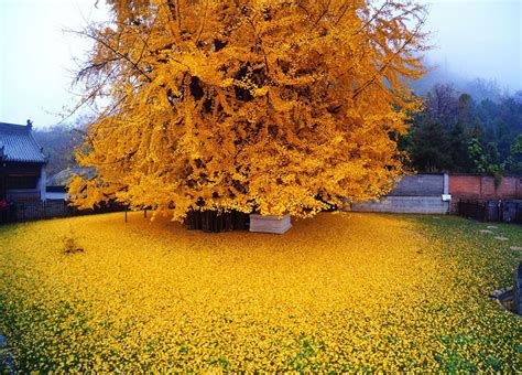 1,400-Year-Old Chinese Ginkgo Tree Drops Leaves That Drown Buddhist Temple In A Yellow Ocean ...