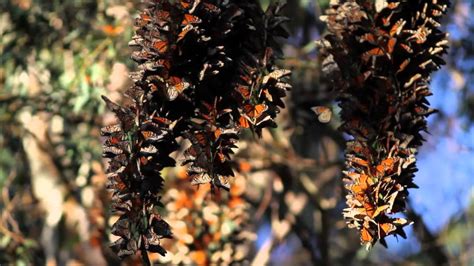 Monarch Butterflies, Natural Bridges State Park, Santa Cruz, CA - YouTube