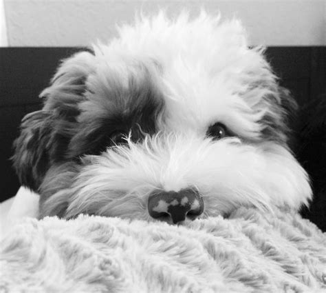 Pin by Katherine Baron on Dog/Puppy Photography Black and white | Puppy photography, Puppies ...