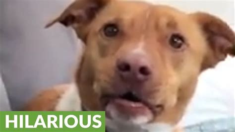 Confused dog displays extremely comical face - YouTube