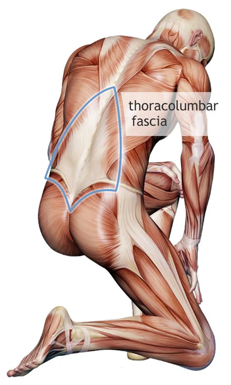 Fascia Science Review