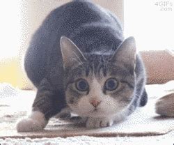 Excited Cat GIFs - Find & Share on GIPHY