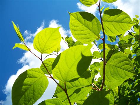 Dormant Japanese Knotweed [A Complete Guide For 2022]