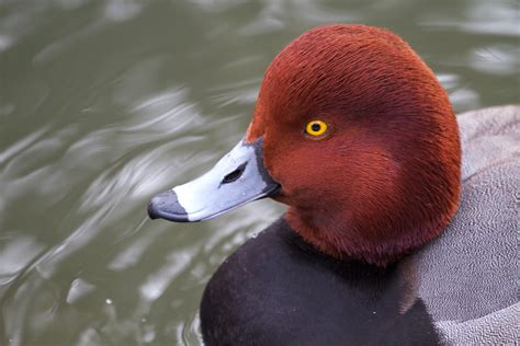 Redhead Duck - Connecticut's Beardsley Zoo