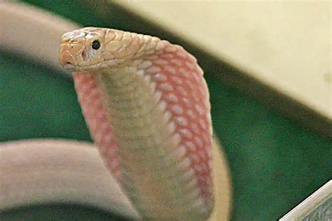 Albino King Cobra- Rarest Venomous Snake: Wiki & Facts