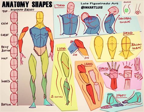 How To Draw Simple Anatomy | Images and Photos finder