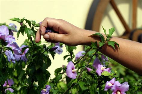 Pruning a Hibiscus | ThriftyFun