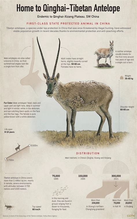 China strengthens protection of Tibetan antelope - CGTN