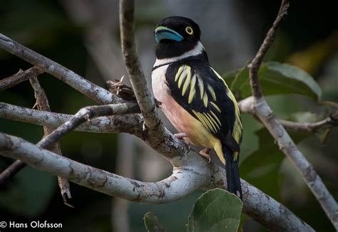 Black and Yellow Broadbill (Eurylaimus ochromalus) | Flickr