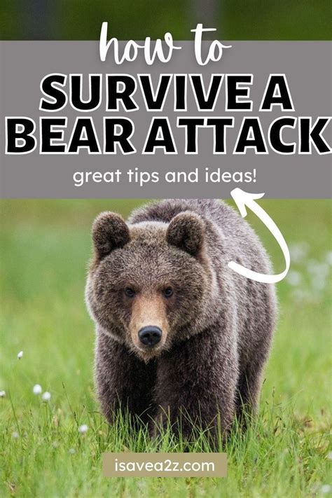 How to Survive a Bear Attack in 2021 | Bear attack, Survival, Budgeting ...