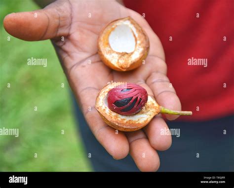 Fresh nutmeg fruit on hand. Grenada spice garden Stock Photo - Alamy