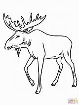 Bull Elk Coloring Pages At GetColoringscom  Free Printable Colorings sketch template