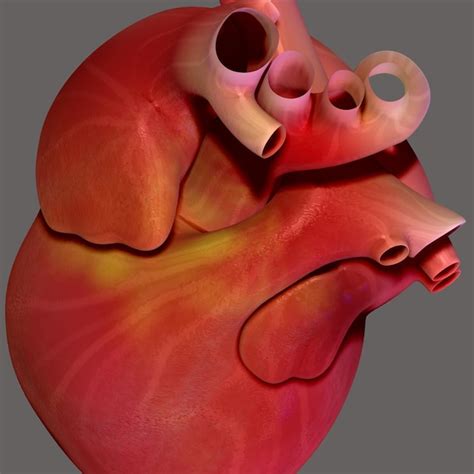 Ilustración 3D de la anatomía del corazón humano | Foto Premium