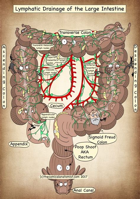 Pin on Digestive System