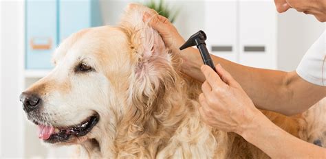 Haematoma on Dog’s Ear? Here’s What to Do! - The Vets