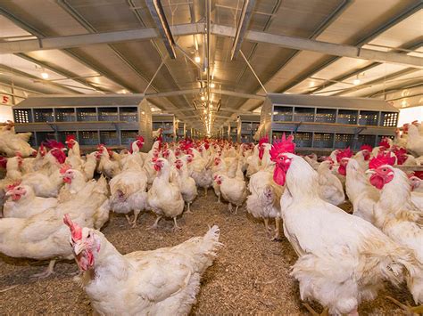 Smart poultry farming equates with long-term profitability – Asian Agribiz