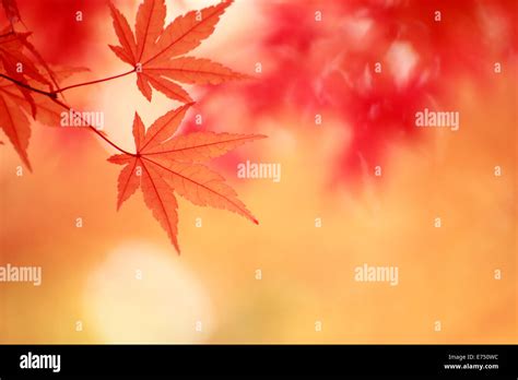 Autumn leaves in Japan Stock Photo - Alamy