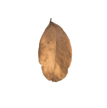Brown Dry Leave Leave, Autumnal, Seasonal, Foliage PNG Transparent Image and Clipart for Free ...