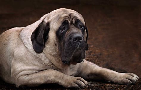 Are English Mastiffs Good Family Dogs