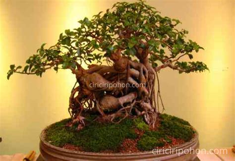 Begini Cara Menanam dan Merawat Pohon Bonsai Asam - Ciriciripohon.com