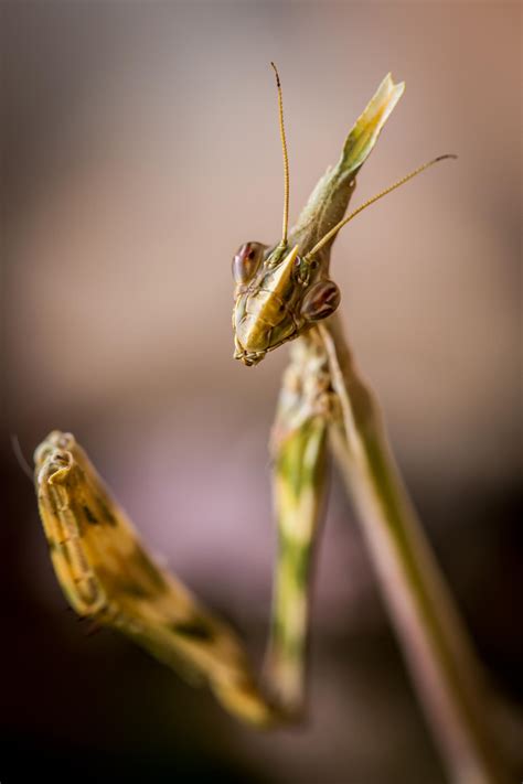 Empusa pennata by DavidVeevers on DeviantArt