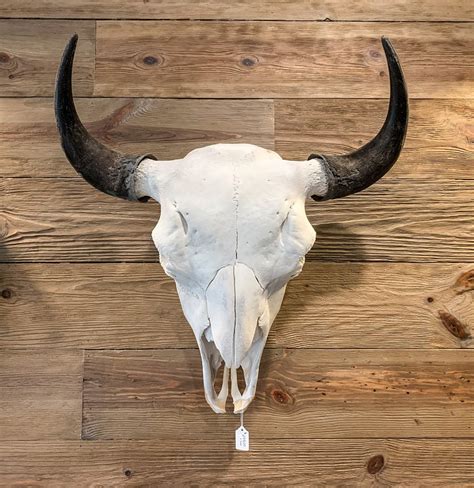 Bison Skull - Northstar Bison